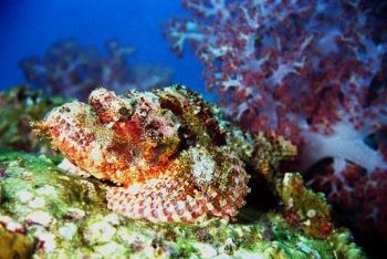 Raggy Scorpionfish: Hin Muang, Thailand. As I ascended to... by Matthew Timberger 